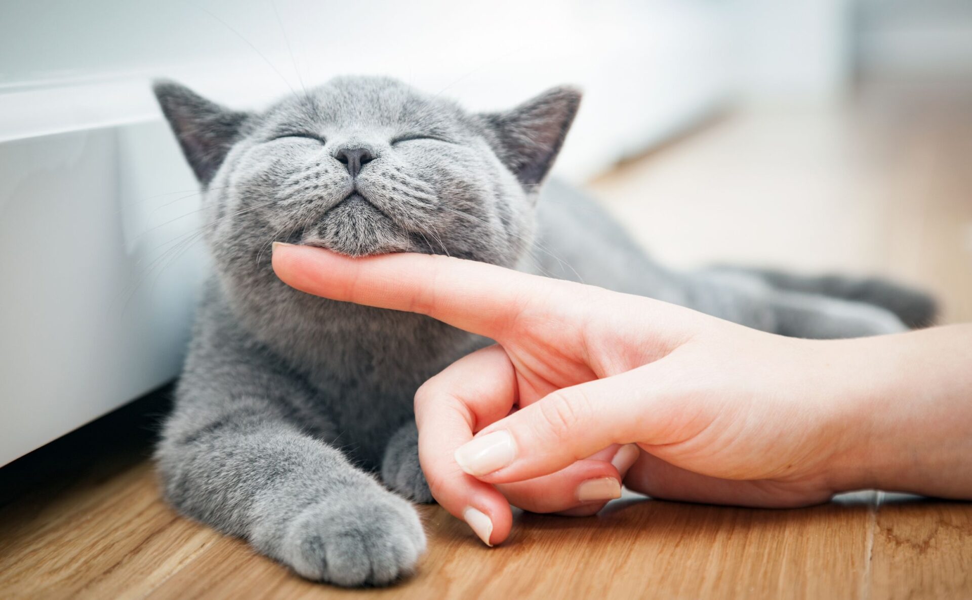 nekochan（ねこちゃん）で配信し収益化する方法